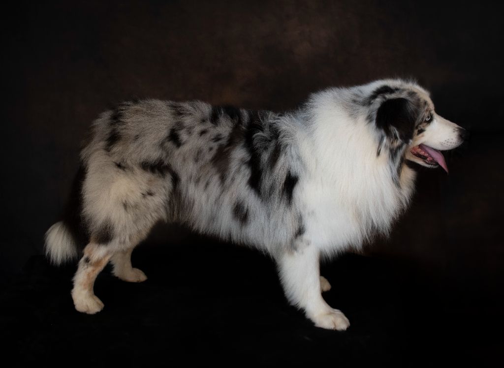 Liedown dream cobalt Des Bergers De L'olympe