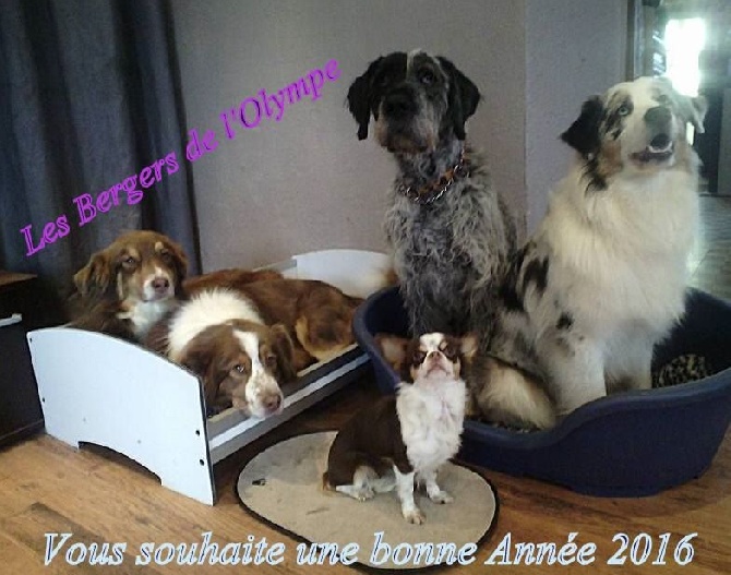 Bonne Année 2016